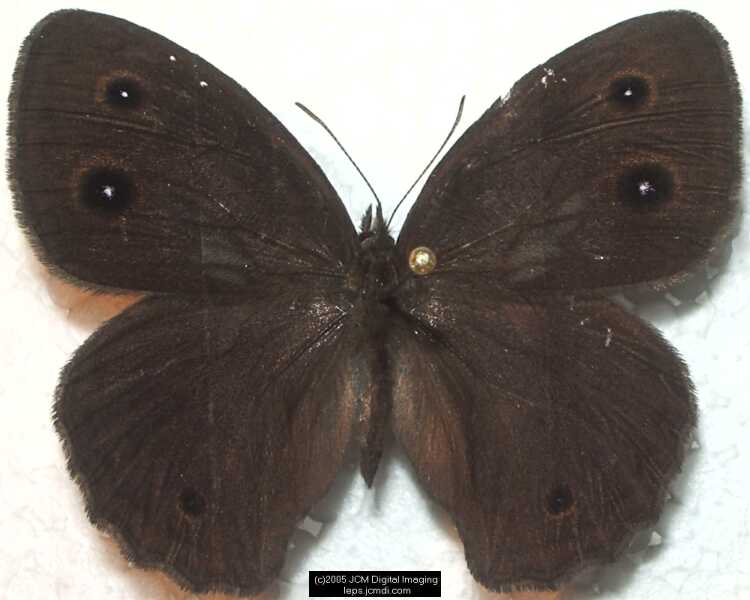 Collecting in the Sierras 7/16/2005 and 7/17/2005 