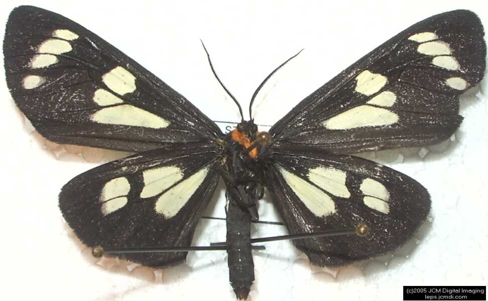 Collecting in the Sierras 7/16/2005 and 7/17/2005 