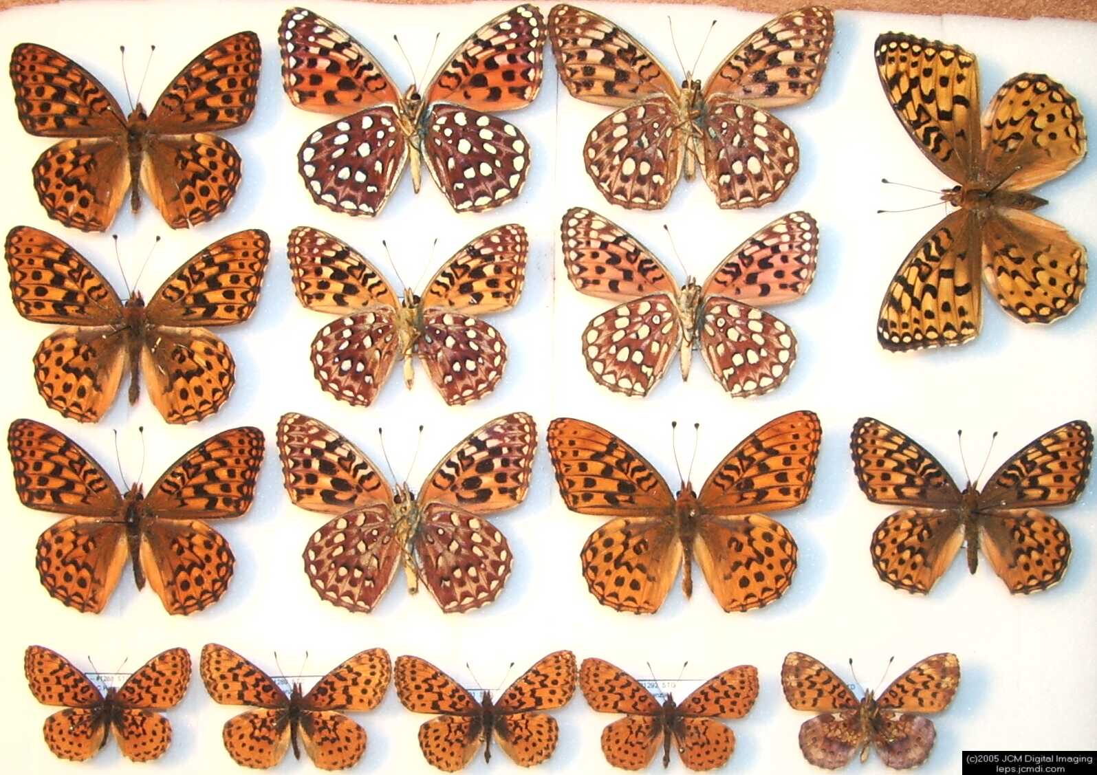 Collecting in the Sierras 7/16/2005 and 7/17/2005 