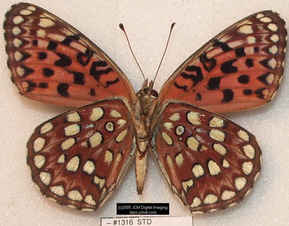 Collecting in the Sierras 7/16/2005 and 7/17/2005 