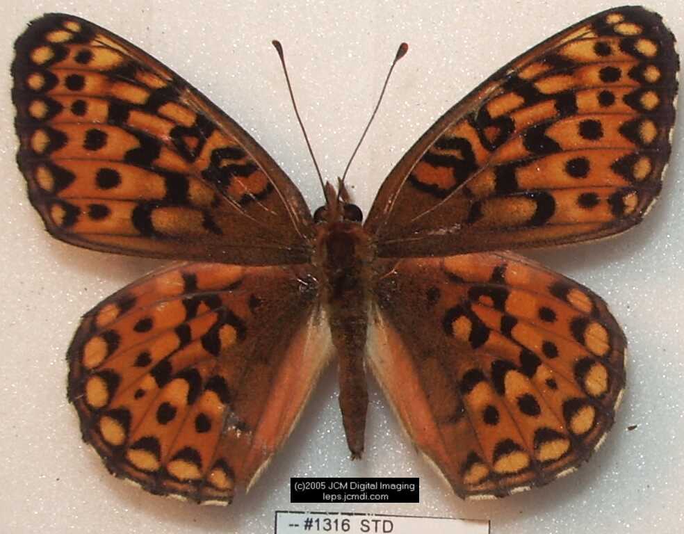 Collecting in the Sierras 7/16/2005 and 7/17/2005 