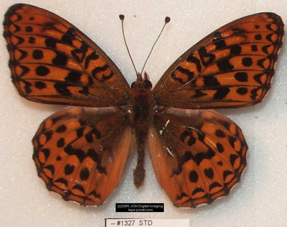 Collecting in the Sierras 7/16/2005 and 7/17/2005 