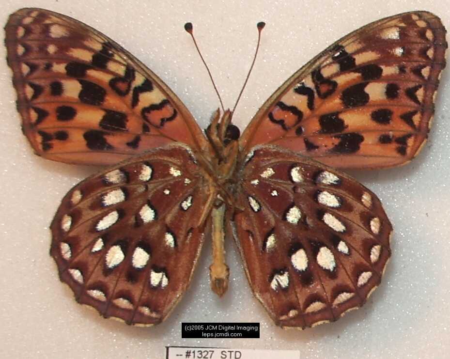 Collecting in the Sierras 7/16/2005 and 7/17/2005 