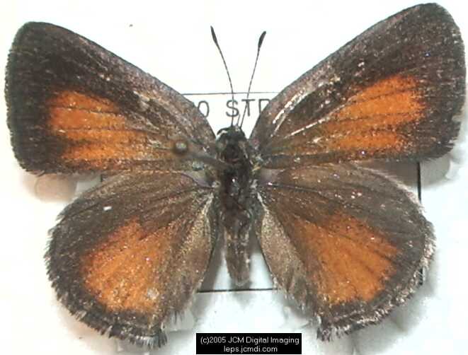 Collecting in the Sierras 7/16/2005 and 7/17/2005 