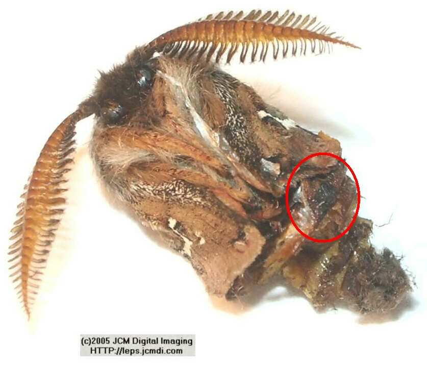 Saturnia albofasciata (White-Streaked Silkmoth) images, rearing, larvae, pupae, cocoons, and documentary