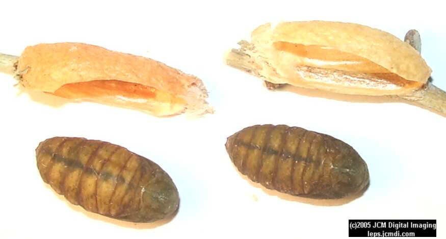 Saturnia albofasciata (White-Streaked Silkmoth) images, rearing, larvae, pupae, cocoons, and documentary