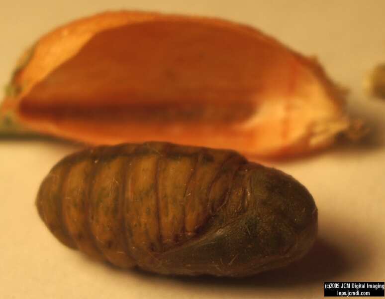 Saturnia albofasciata (White-Streaked Silkmoth) images, rearing, larvae, pupae, cocoons, and documentary