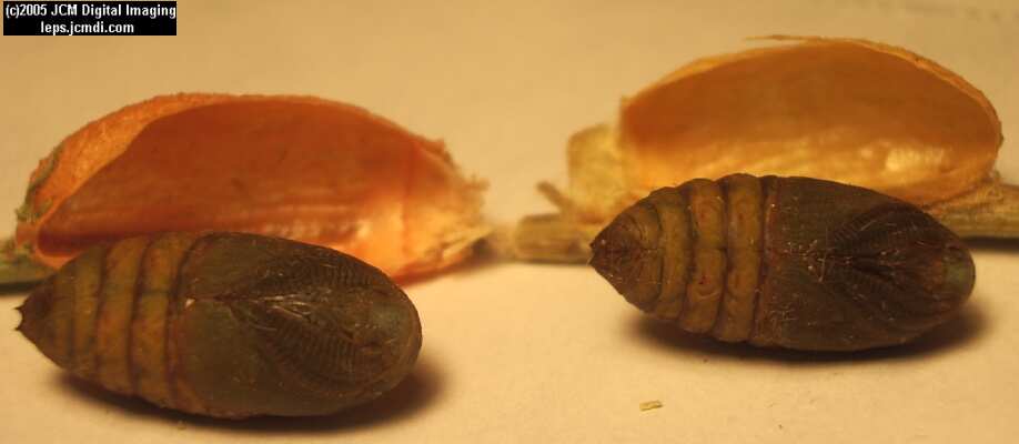 Saturnia albofasciata (White-Streaked Silkmoth) images, rearing, larvae, pupae, cocoons, and documentary