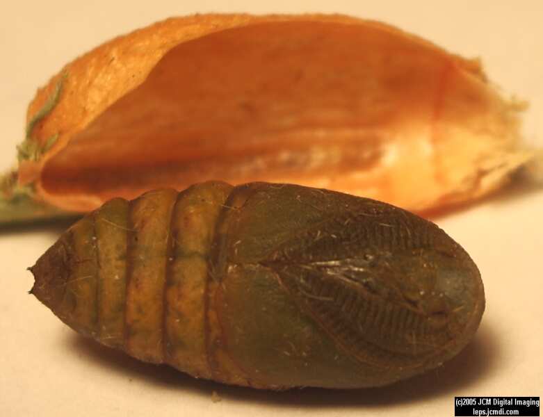 Saturnia albofasciata (White-Streaked Silkmoth) images, rearing, larvae, pupae, cocoons, and documentary