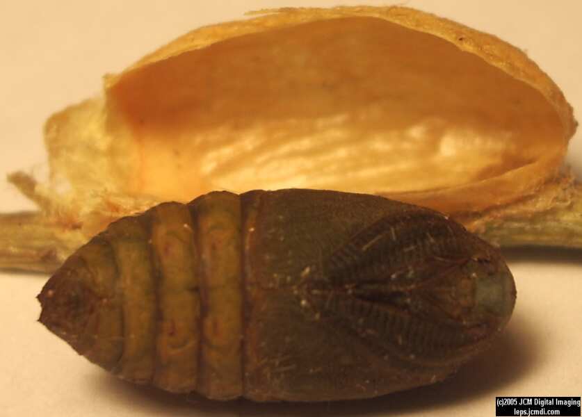 Saturnia albofasciata (White-Streaked Silkmoth) images, rearing, larvae, pupae, cocoons, and documentary