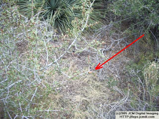 Saturnia albofasciata (White-Streaked Silkmoth) images, rearing, larvae, pupae, cocoons, and documentary