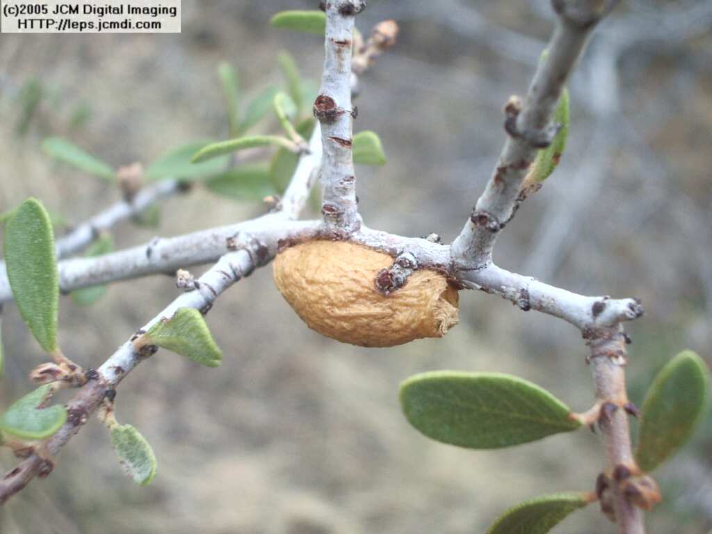 Saturnia albofasciata (White-Streaked Silkmoth) images, rearing, larvae, pupae, cocoons, and documentary
