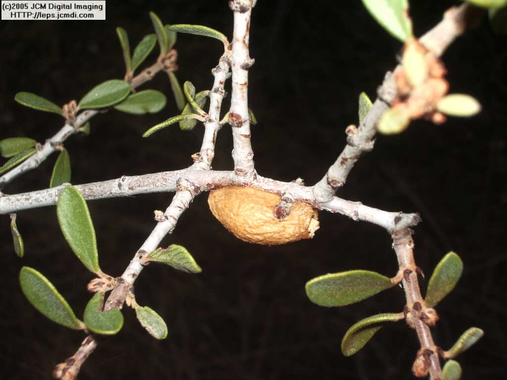 Saturnia albofasciata (White-Streaked Silkmoth) images, rearing, larvae, pupae, cocoons, and documentary