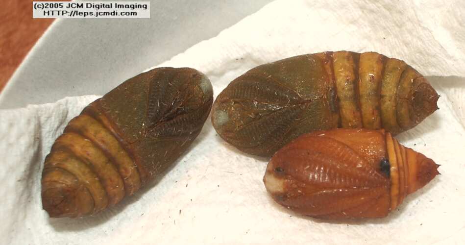 Saturnia albofasciata (White-Streaked Silkmoth) images, rearing, larvae, pupae, cocoons, and documentary