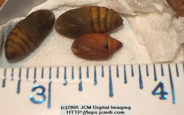 Saturnia albofasciata (White-Streaked Silkmoth) images, rearing, larvae, pupae, cocoons, and documentary