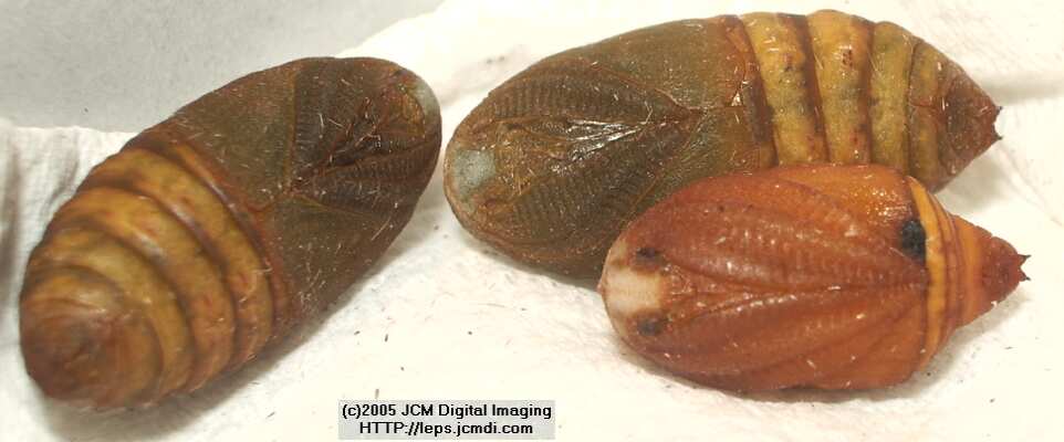 Saturnia albofasciata (White-Streaked Silkmoth) images, rearing, larvae, pupae, cocoons, and documentary