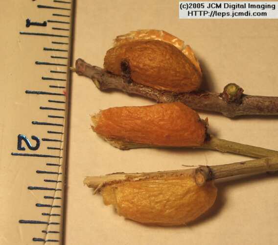 Saturnia albofasciata (White-Streaked Silkmoth) images, rearing, larvae, pupae, cocoons, and documentary