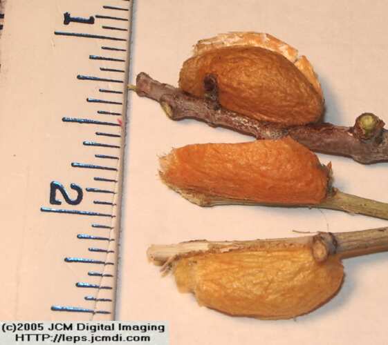 Saturnia albofasciata (White-Streaked Silkmoth) images, rearing, larvae, pupae, cocoons, and documentary