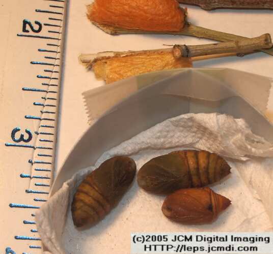 Saturnia albofasciata (White-Streaked Silkmoth) images, rearing, larvae, pupae, cocoons, and documentary