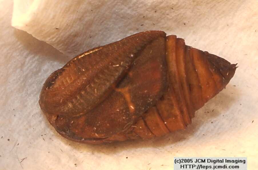 Saturnia albofasciata (White-Streaked Silkmoth) images, rearing, larvae, pupae, cocoons, and documentary