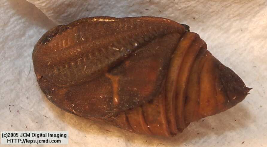 Saturnia albofasciata (White-Streaked Silkmoth) images, rearing, larvae, pupae, cocoons, and documentary