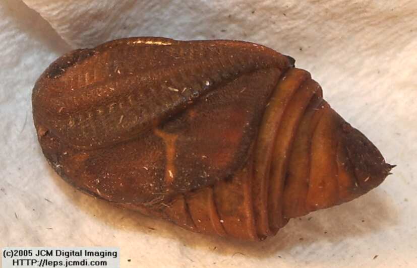 Saturnia albofasciata (White-Streaked Silkmoth) images, rearing, larvae, pupae, cocoons, and documentary