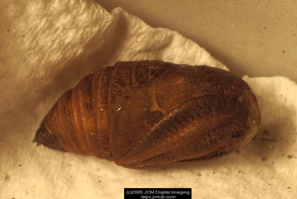 Saturnia albofasciata (White-Streaked Silkmoth) images, rearing, larvae, pupae, cocoons, and documentary