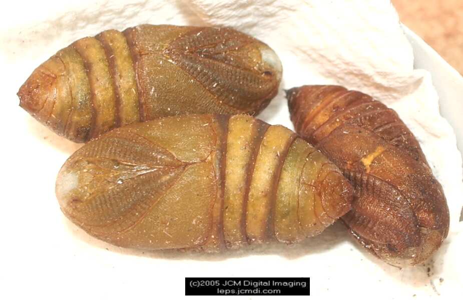 Saturnia albofasciata (White-Streaked Silkmoth) images, rearing, larvae, pupae, cocoons, and documentary