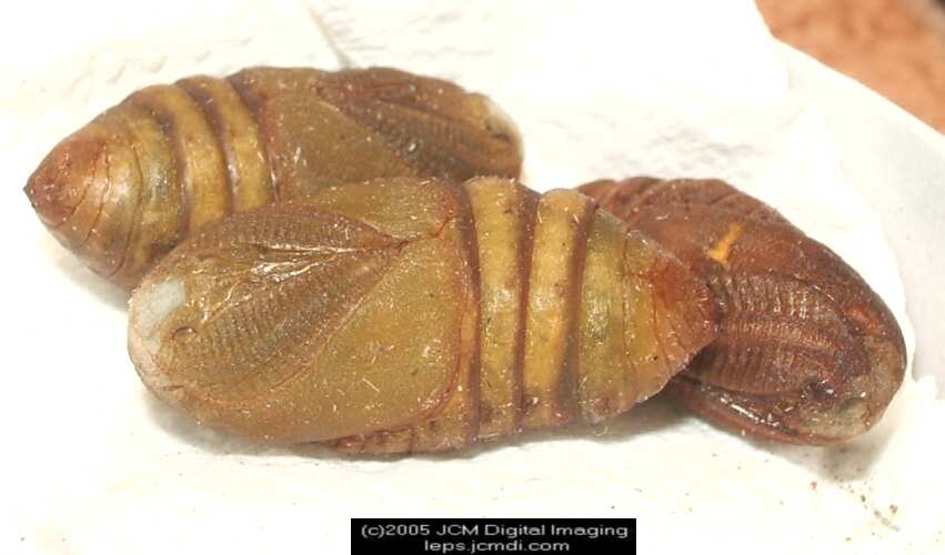 Saturnia albofasciata (White-Streaked Silkmoth) images, rearing, larvae, pupae, cocoons, and documentary