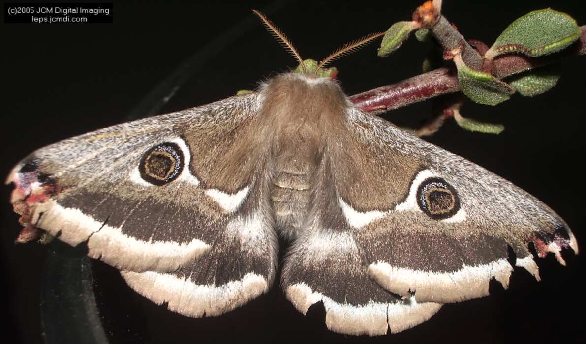 Saturnia albofasciata (White-Streaked Silkmoth) images, rearing, larvae, pupae, cocoons, and documentary