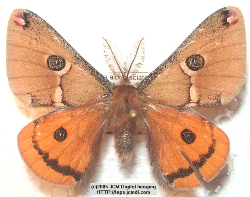 Saturnia albofasciata (White-Streaked Silkmoth) images, rearing, larvae, pupae, cocoons, and documentary