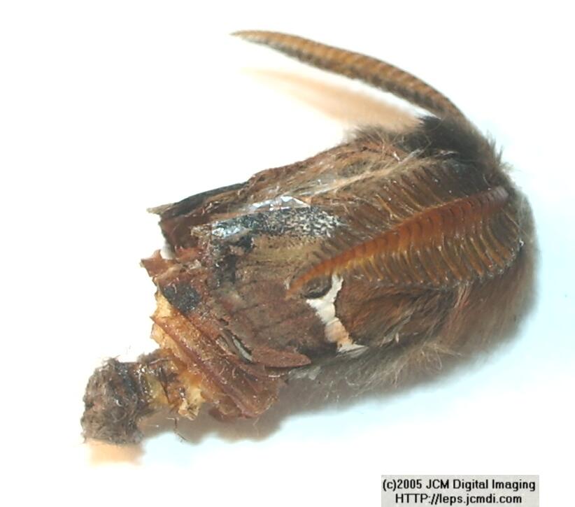 Saturnia albofasciata (White-Streaked Silkmoth) images, rearing, larvae, pupae, cocoons, and documentary