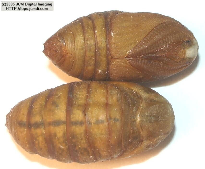 Saturnia albofasciata (White-Streaked Silkmoth) images, rearing, larvae, pupae, cocoons, and documentary