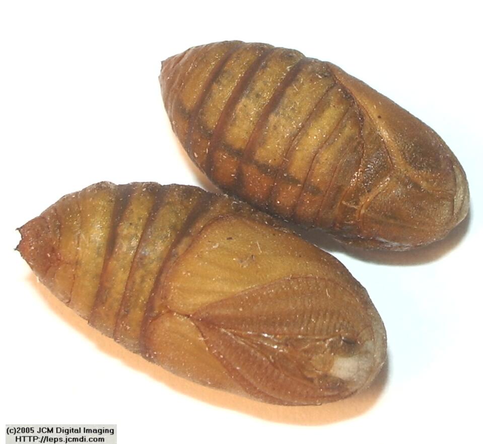 Saturnia albofasciata (White-Streaked Silkmoth) images, rearing, larvae, pupae, cocoons, and documentary