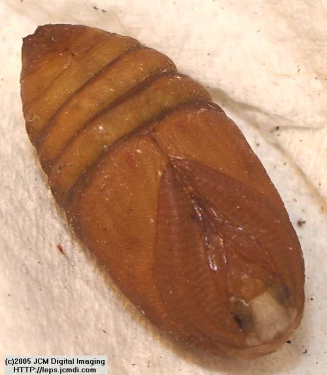 Saturnia albofasciata (White-Streaked Silkmoth) images, rearing, larvae, pupae, cocoons, and documentary