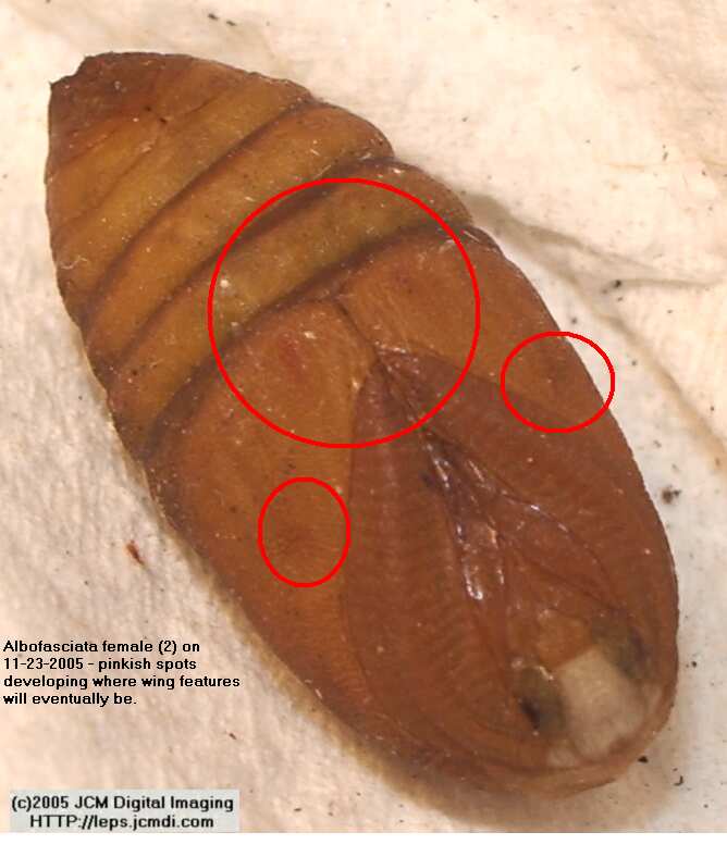 Saturnia albofasciata (White-Streaked Silkmoth) images, rearing, larvae, pupae, cocoons, and documentary