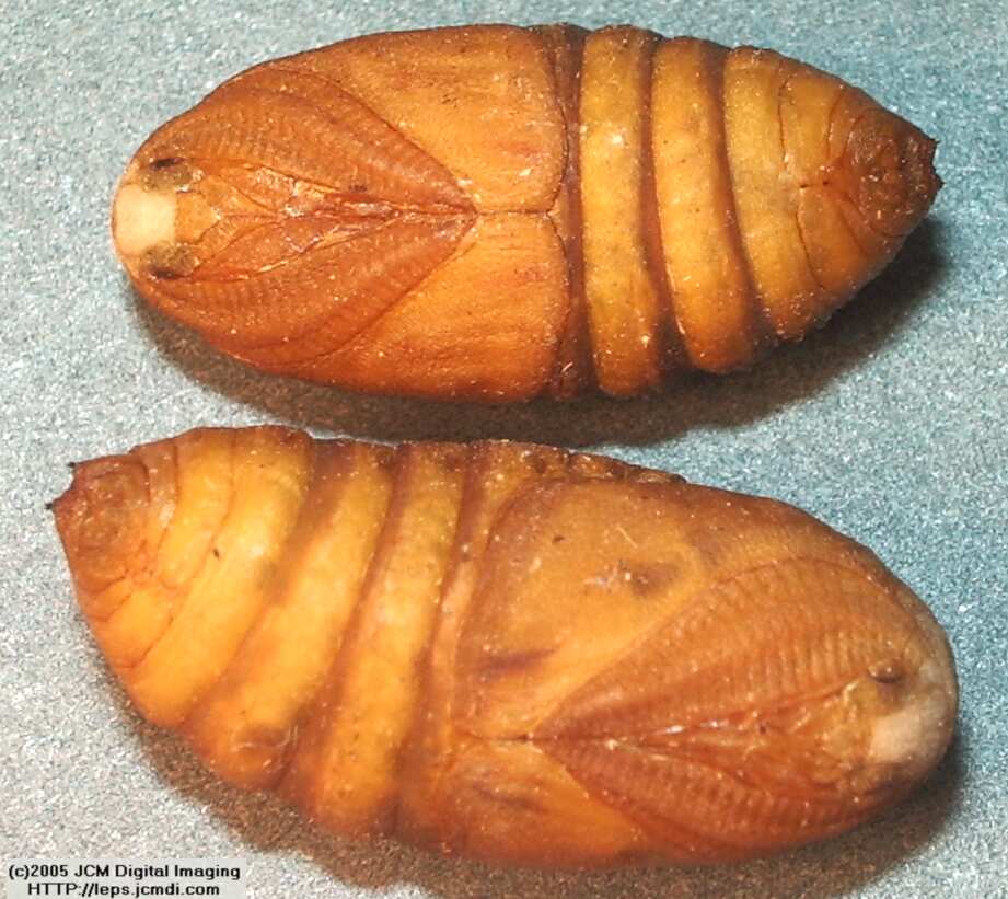 Saturnia albofasciata (White-Streaked Silkmoth) images, rearing, larvae, pupae, cocoons, and documentary