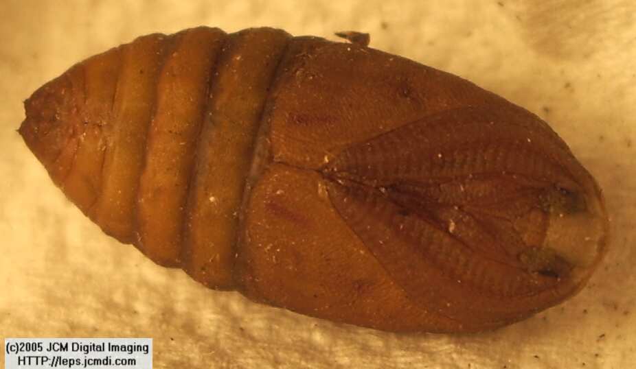 Saturnia albofasciata (White-Streaked Silkmoth) images, rearing, larvae, pupae, cocoons, and documentary