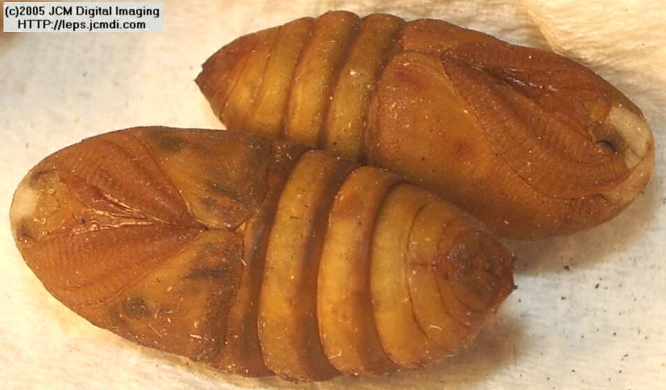 Saturnia albofasciata (White-Streaked Silkmoth) images, rearing, larvae, pupae, cocoons, and documentary