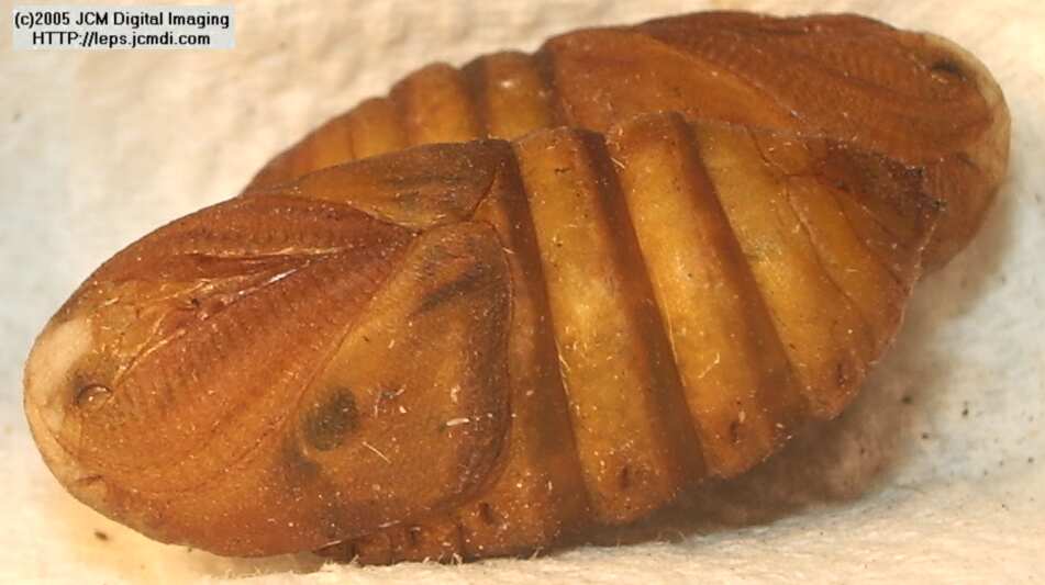 Saturnia albofasciata (White-Streaked Silkmoth) images, rearing, larvae, pupae, cocoons, and documentary