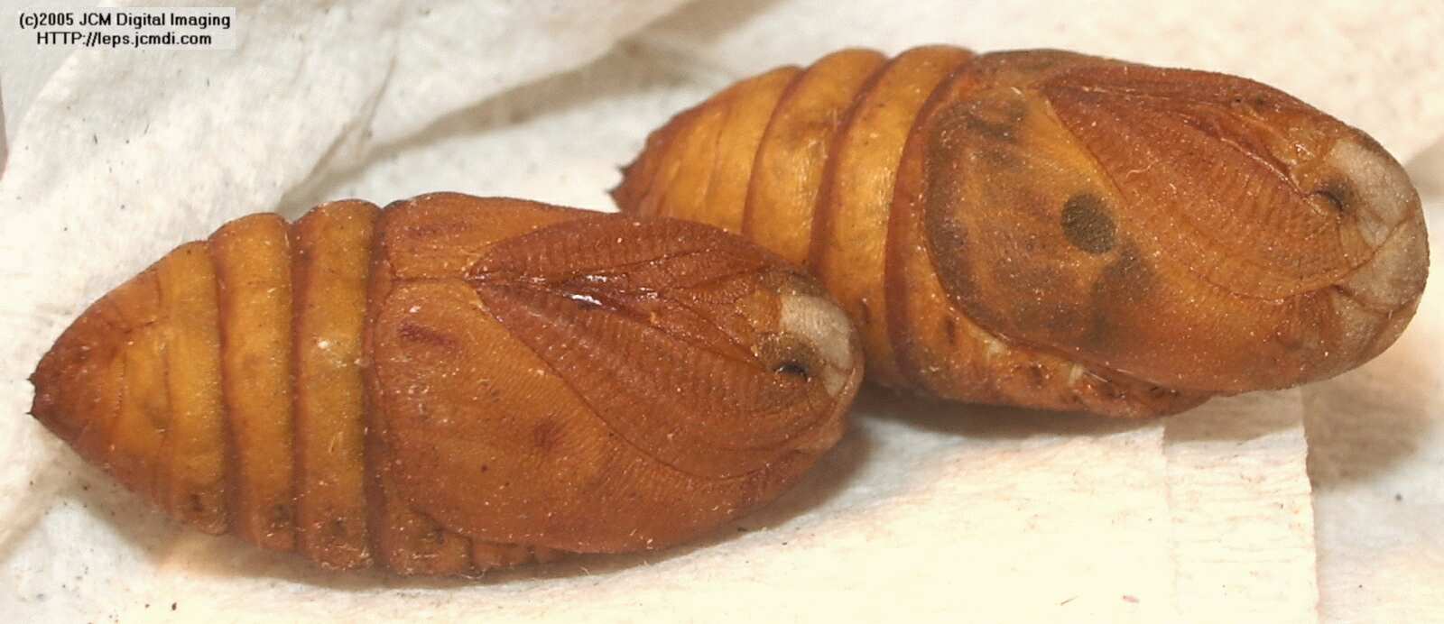 Saturnia albofasciata (White-Streaked Silkmoth) images, rearing, larvae, pupae, cocoons, and documentary