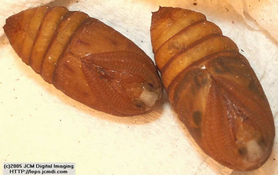 Saturnia albofasciata (White-Streaked Silkmoth) images, rearing, larvae, pupae, cocoons, and documentary