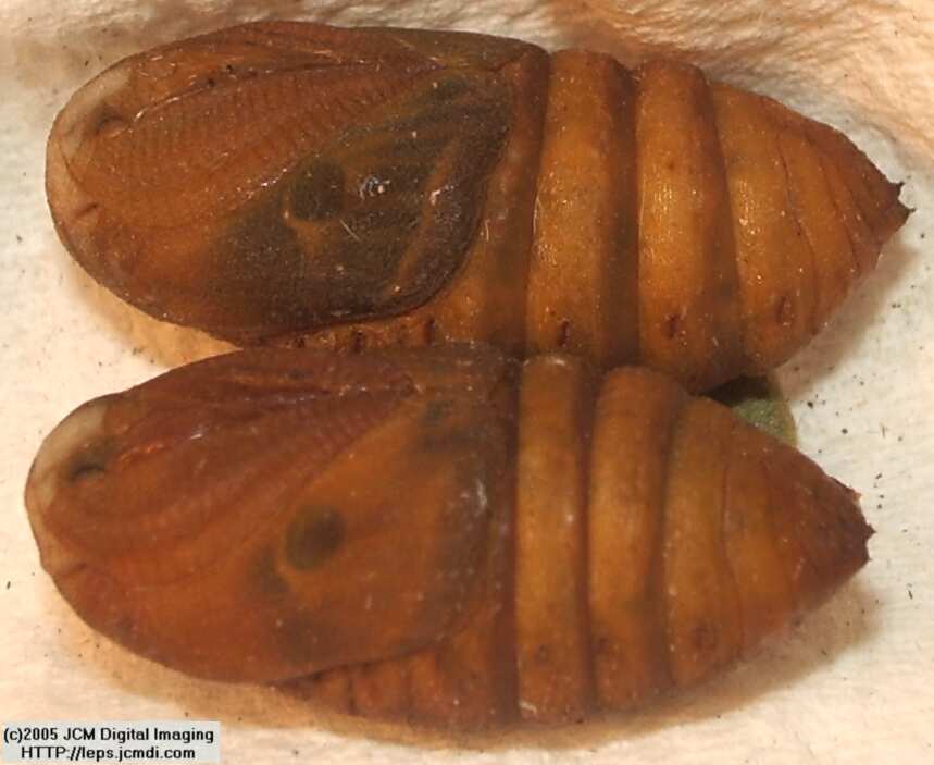 Saturnia albofasciata (White-Streaked Silkmoth) images, rearing, larvae, pupae, cocoons, and documentary