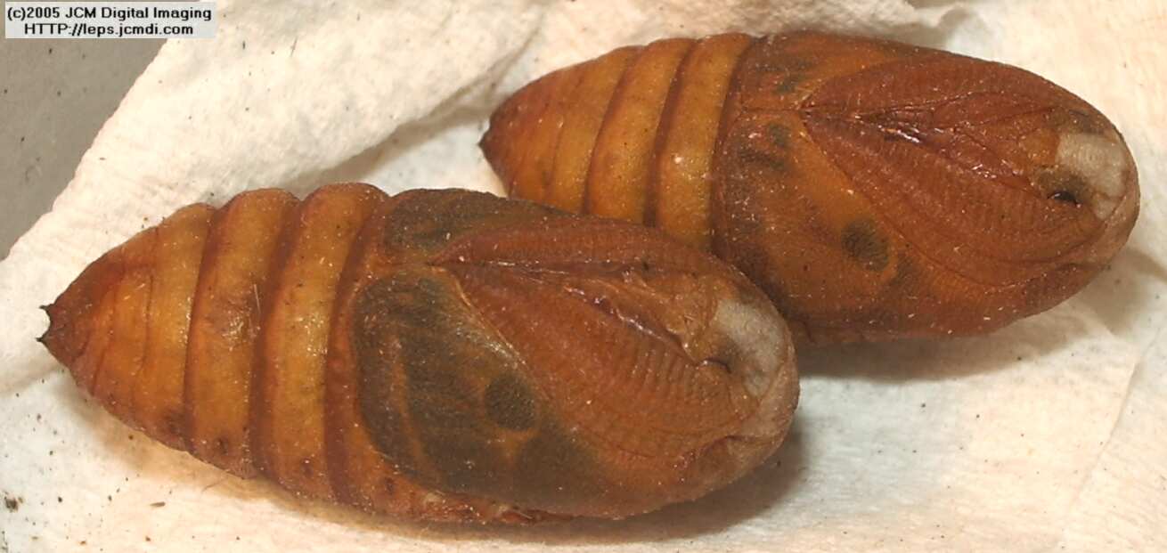 Saturnia albofasciata (White-Streaked Silkmoth) images, rearing, larvae, pupae, cocoons, and documentary