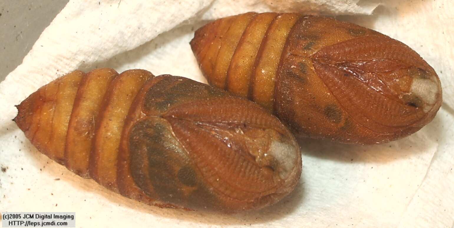 Saturnia albofasciata (White-Streaked Silkmoth) images, rearing, larvae, pupae, cocoons, and documentary