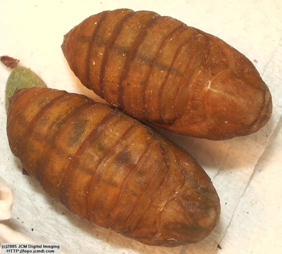 Saturnia albofasciata (White-Streaked Silkmoth) images, rearing, larvae, pupae, cocoons, and documentary