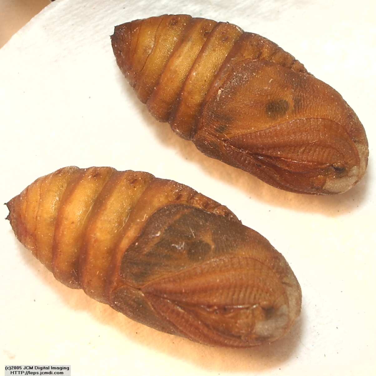 Saturnia albofasciata (White-Streaked Silkmoth) images, rearing, larvae, pupae, cocoons, and documentary