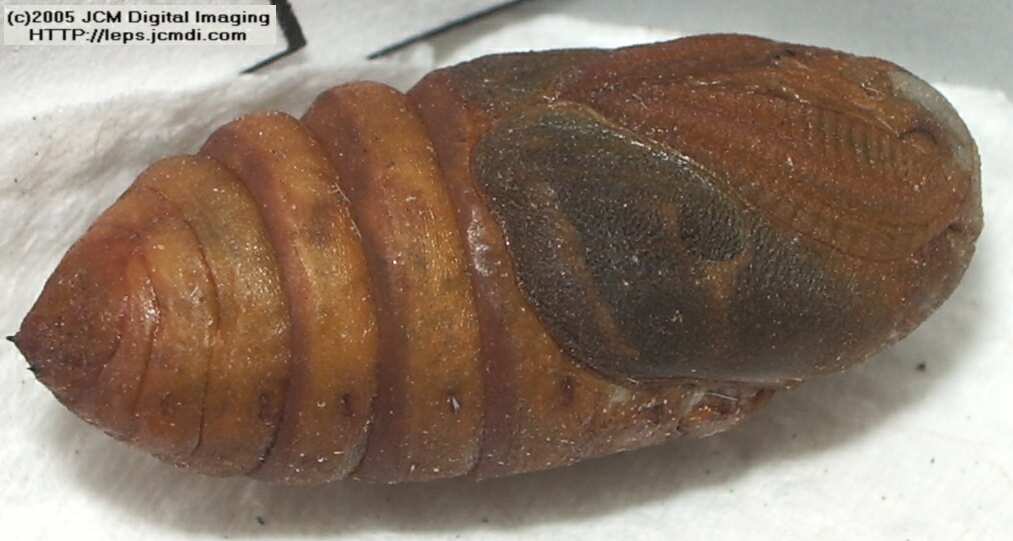 Saturnia albofasciata (White-Streaked Silkmoth) images, rearing, larvae, pupae, cocoons, and documentary