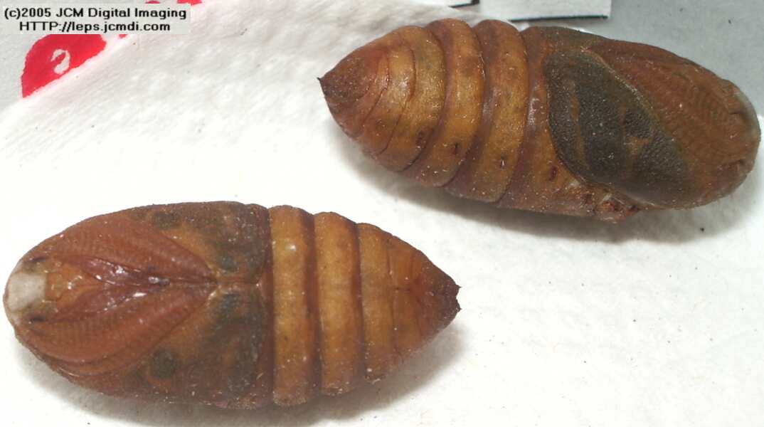 Saturnia albofasciata (White-Streaked Silkmoth) images, rearing, larvae, pupae, cocoons, and documentary