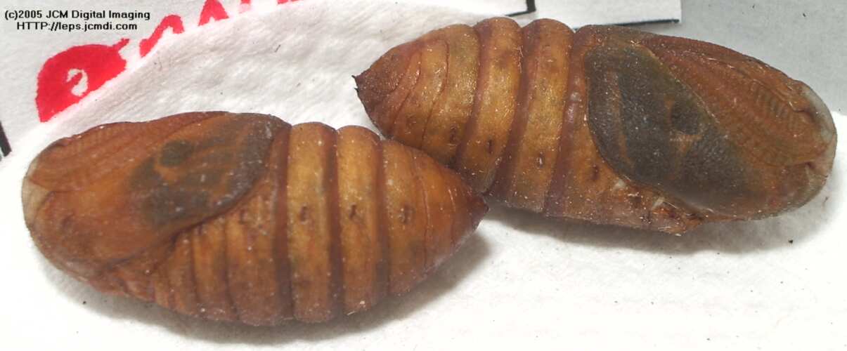 Saturnia albofasciata (White-Streaked Silkmoth) images, rearing, larvae, pupae, cocoons, and documentary